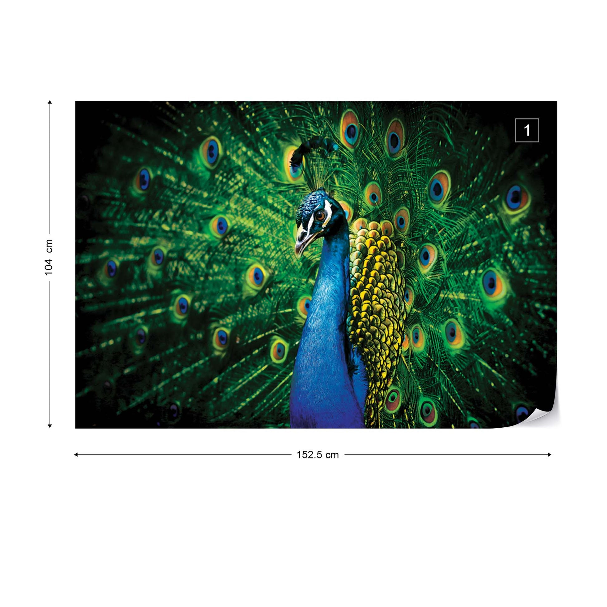 Peacock Bird Feathers Photo Wallpaper Wall Mural - USTAD HOME