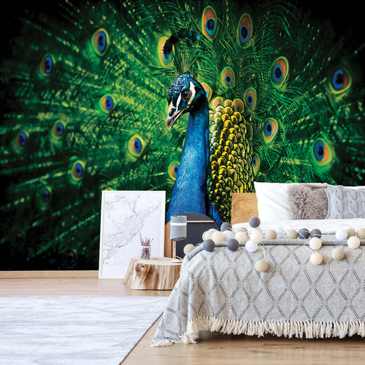 Peacock Bird Feathers Photo Wallpaper Wall Mural - USTAD HOME