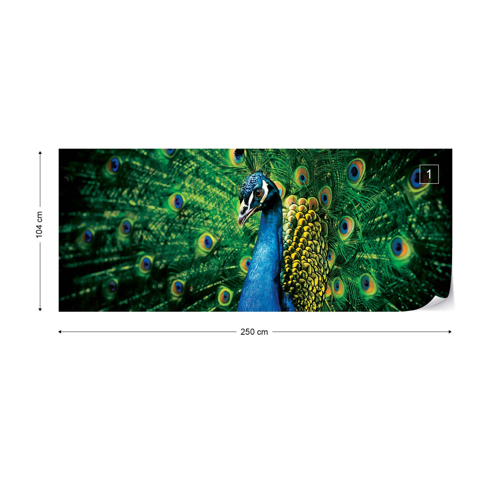 Peacock Bird Feathers Photo Wallpaper Wall Mural - USTAD HOME