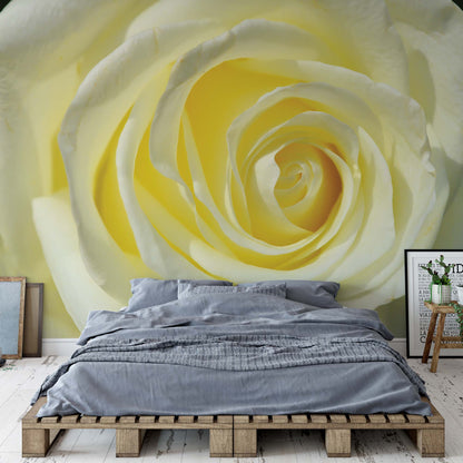 Rose Flower Cream Yellow Photo Wallpaper Wall Mural - USTAD HOME