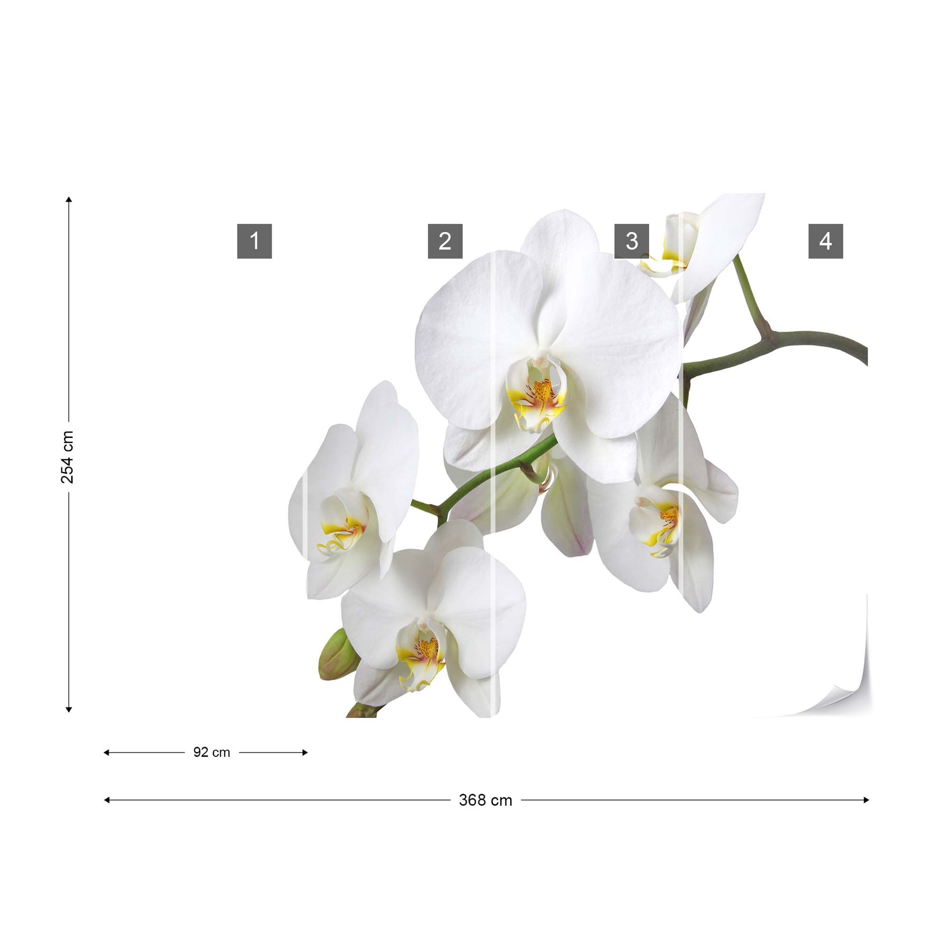 Flowers White Orchids Photo Wallpaper Wall Mural - USTAD HOME