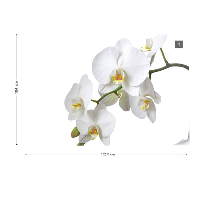 Flowers White Orchids Photo Wallpaper Wall Mural - USTAD HOME