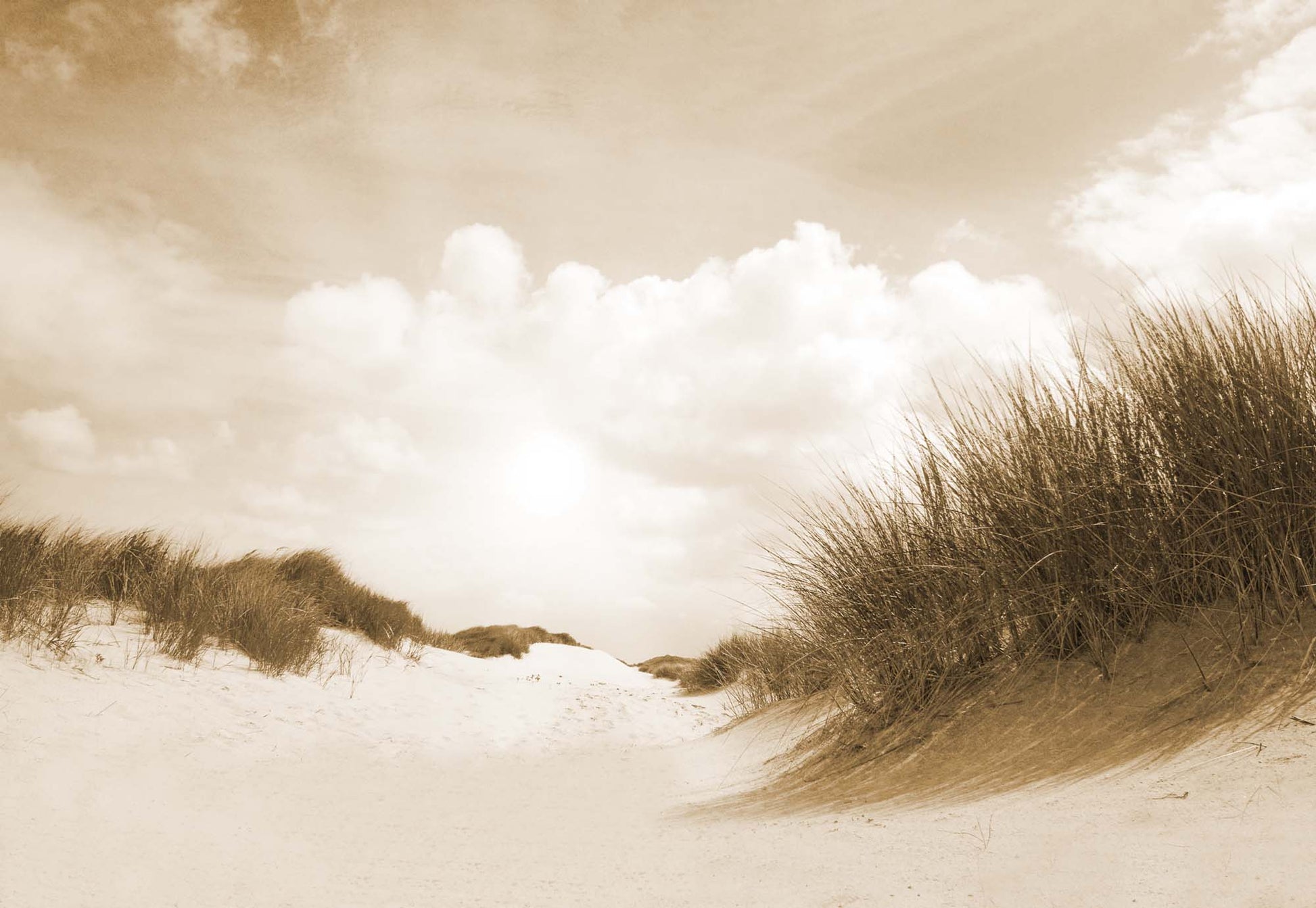 Sandy Days in Sepia Wallpaper - USTAD HOME