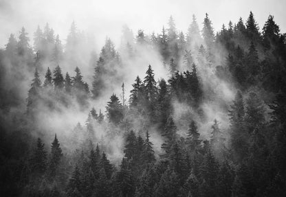 Forest in the Mist Black and White Wallpaper Waterproof for Rooms Bathroom Kitchen - USTAD HOME