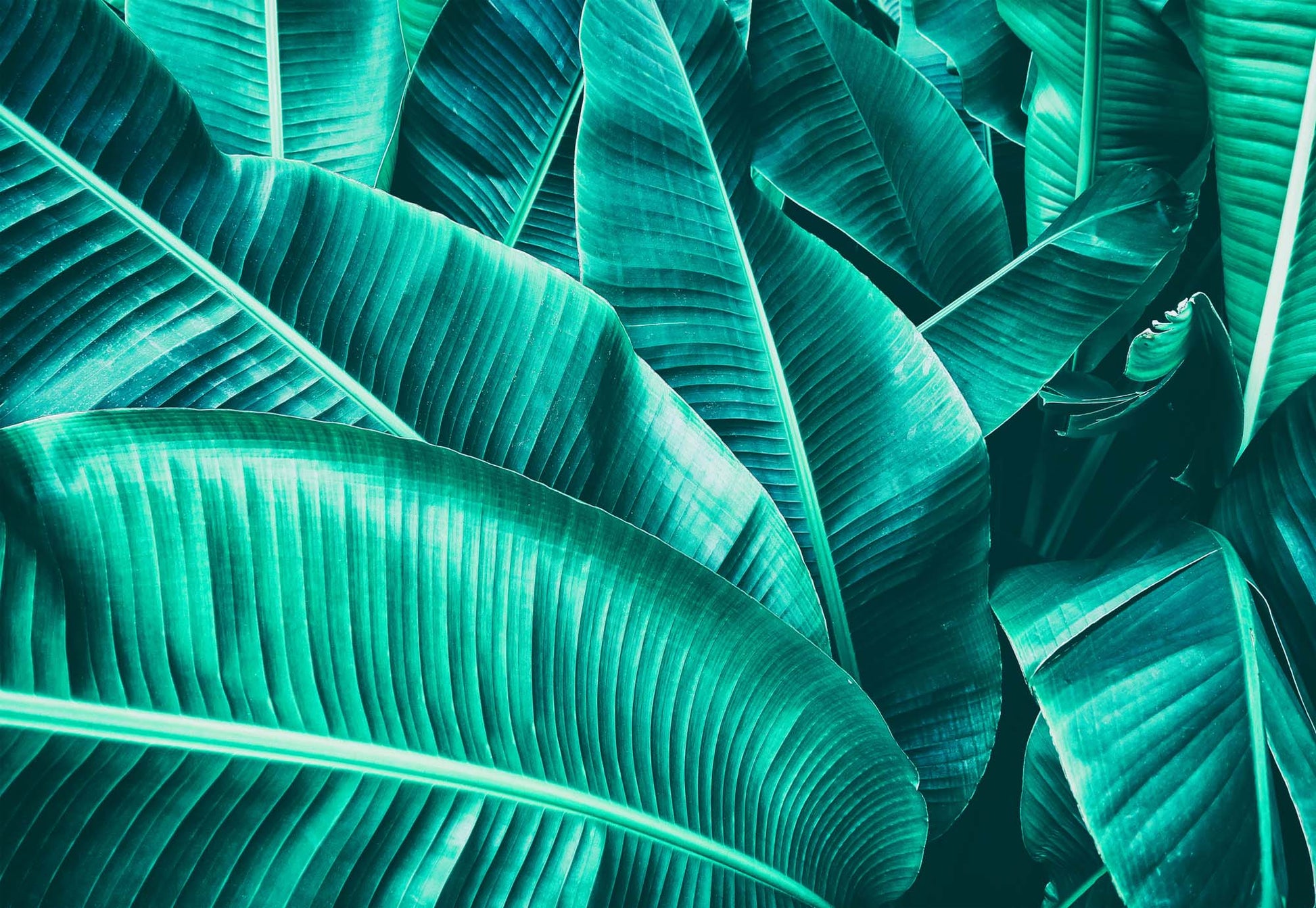 Banana Leaves Wallpaper - USTAD HOME