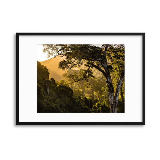 Forest Evening Framed Print - USTAD HOME