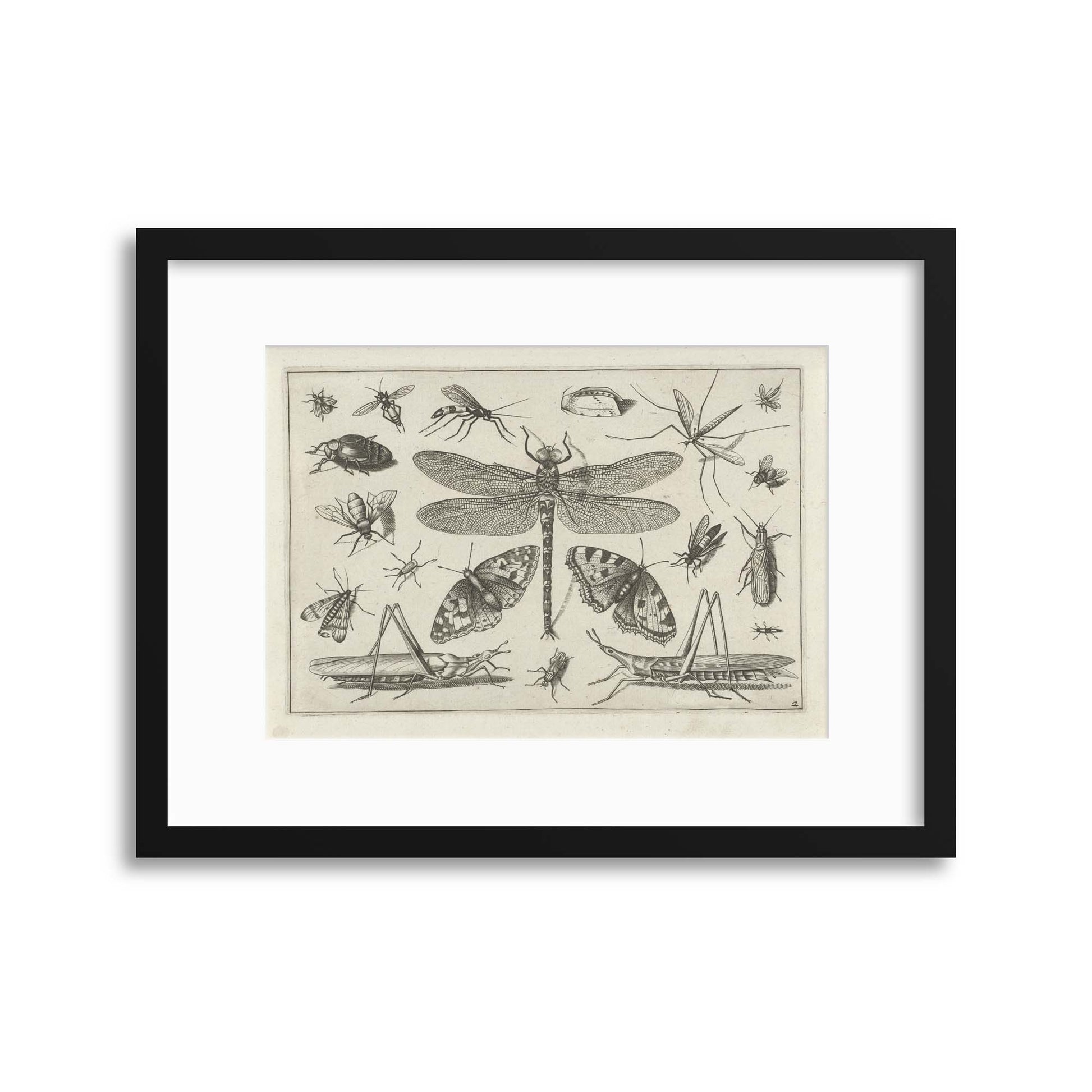 Insects, Vintage Illustration Framed Print - USTAD HOME