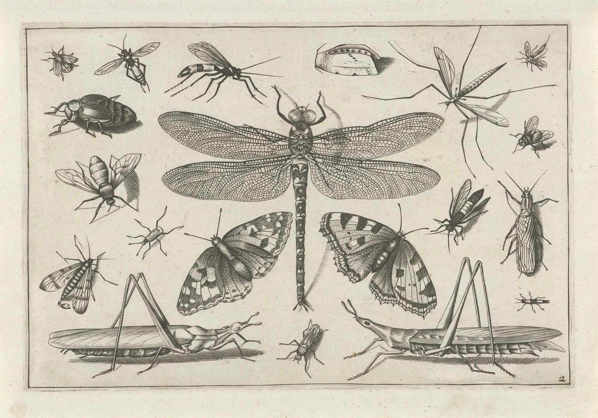 Insects, Vintage Illustration Framed Print - USTAD HOME
