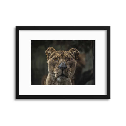 Lioness Framed Print - USTAD HOME