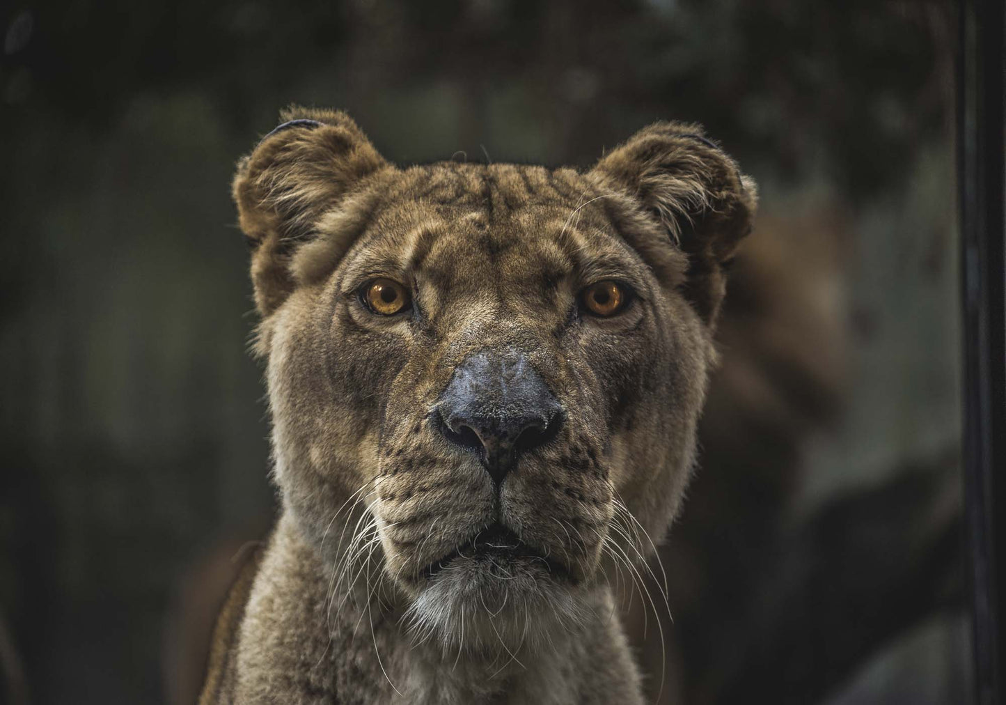 Lioness Framed Print - USTAD HOME