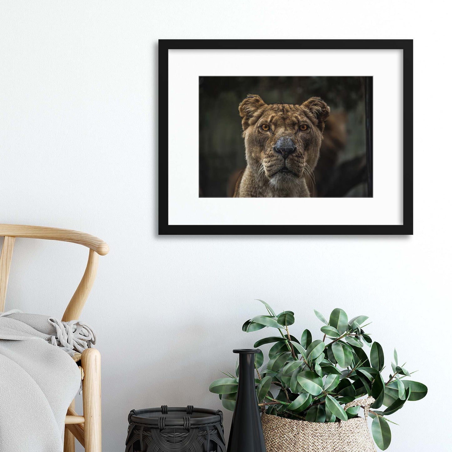 Lioness Framed Print - USTAD HOME