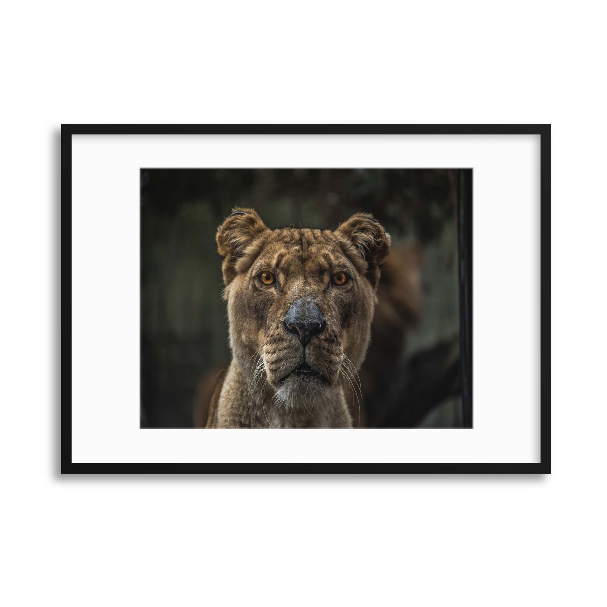 Lioness Framed Print - USTAD HOME