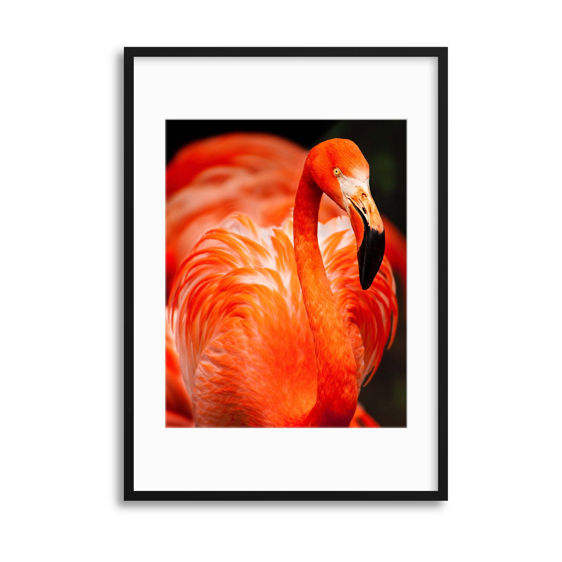 Deep Pink Framed Print - USTAD HOME