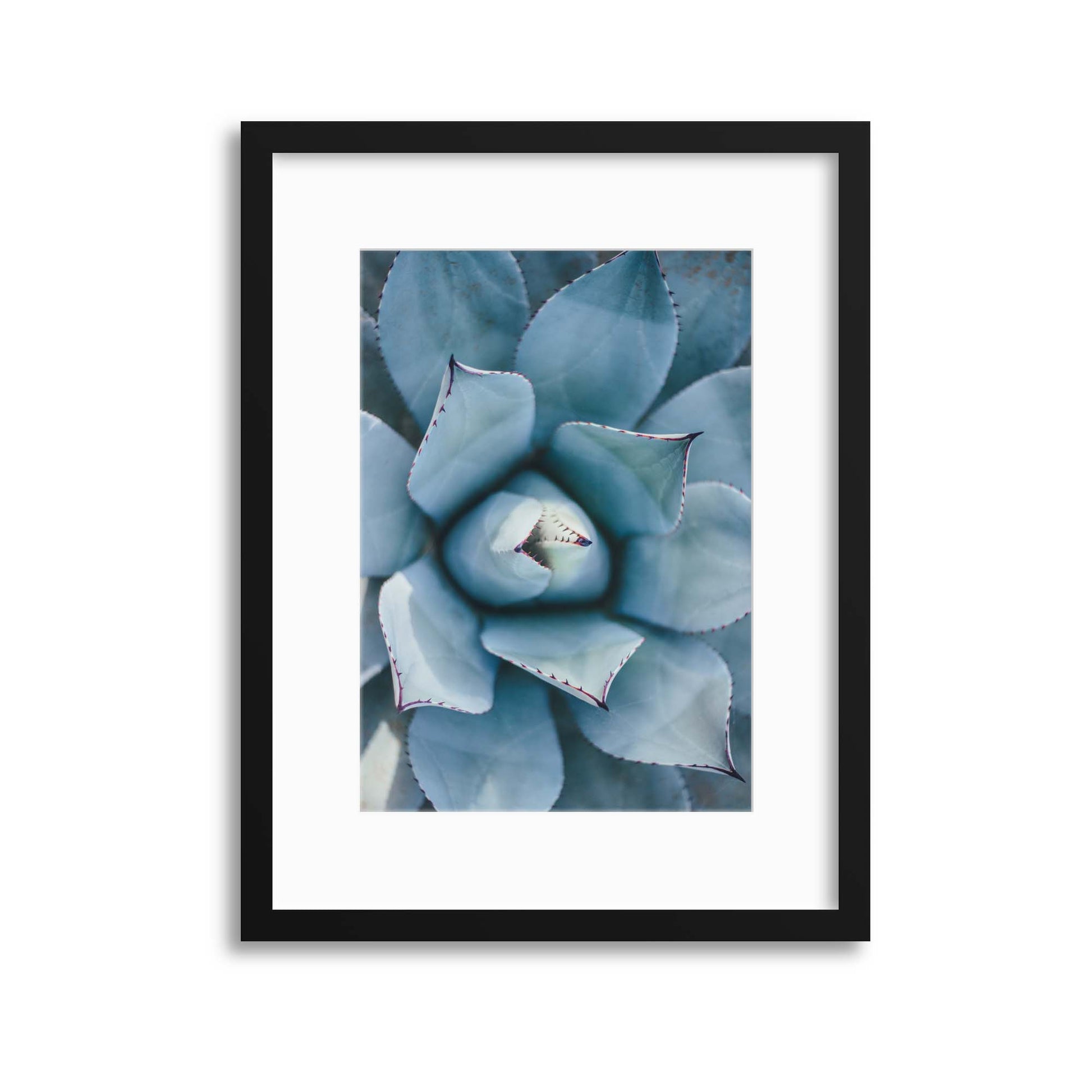 Agave Framed Print - USTAD HOME