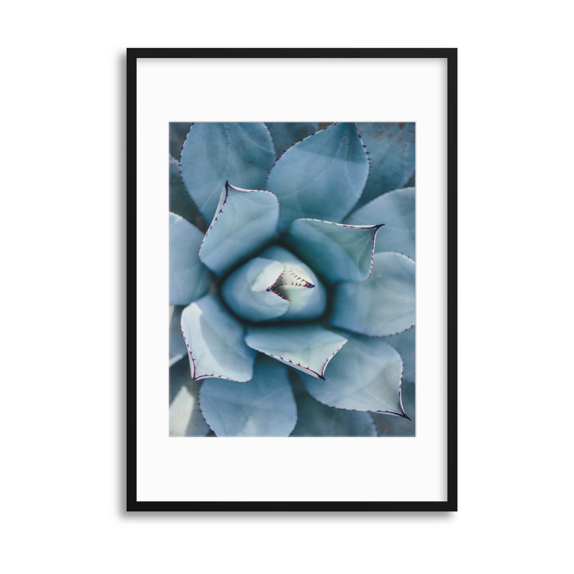 Agave Framed Print - USTAD HOME