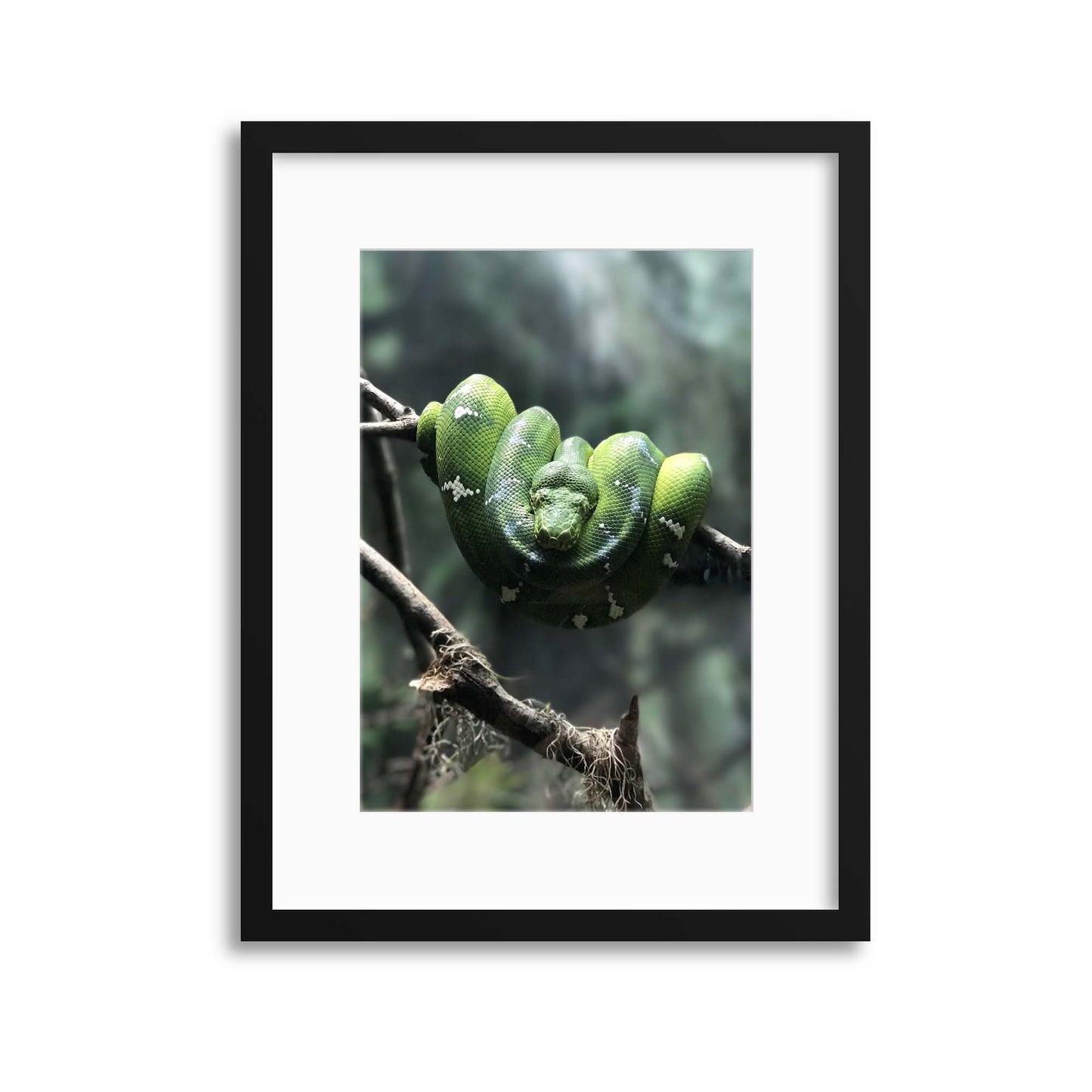 Tree Snake Framed Print - USTAD HOME