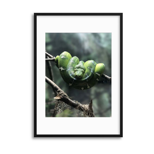 Tree Snake Framed Print - USTAD HOME