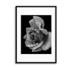 Rose Drops Framed Print - USTAD HOME