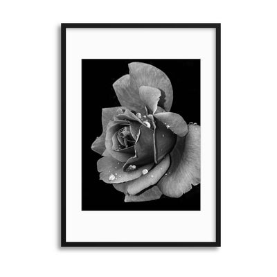 Rose Drops Framed Print - USTAD HOME