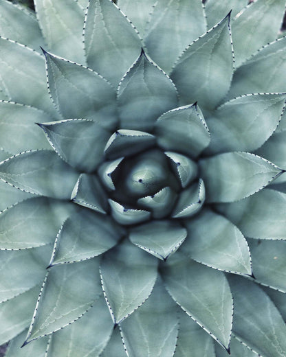 Agave Macro Framed Print - USTAD HOME