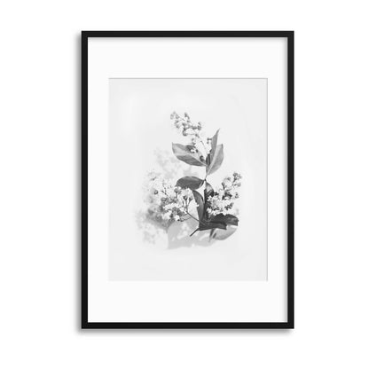 Delicate Shadows Collection No.9 Framed Print - USTAD HOME