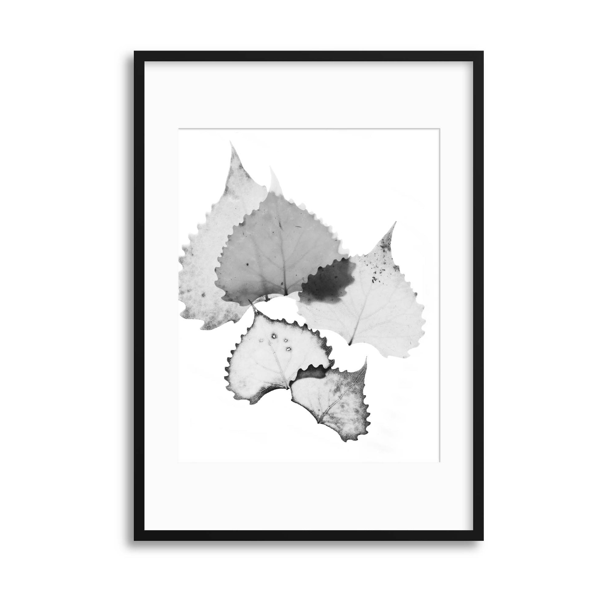 Delicate Shadows Collection No.7 Framed Print - USTAD HOME