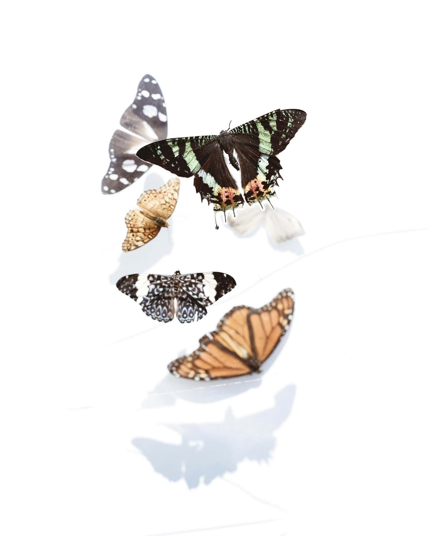 Delicate Shadows Collection No.3, Butterflies Framed Print - USTAD HOME