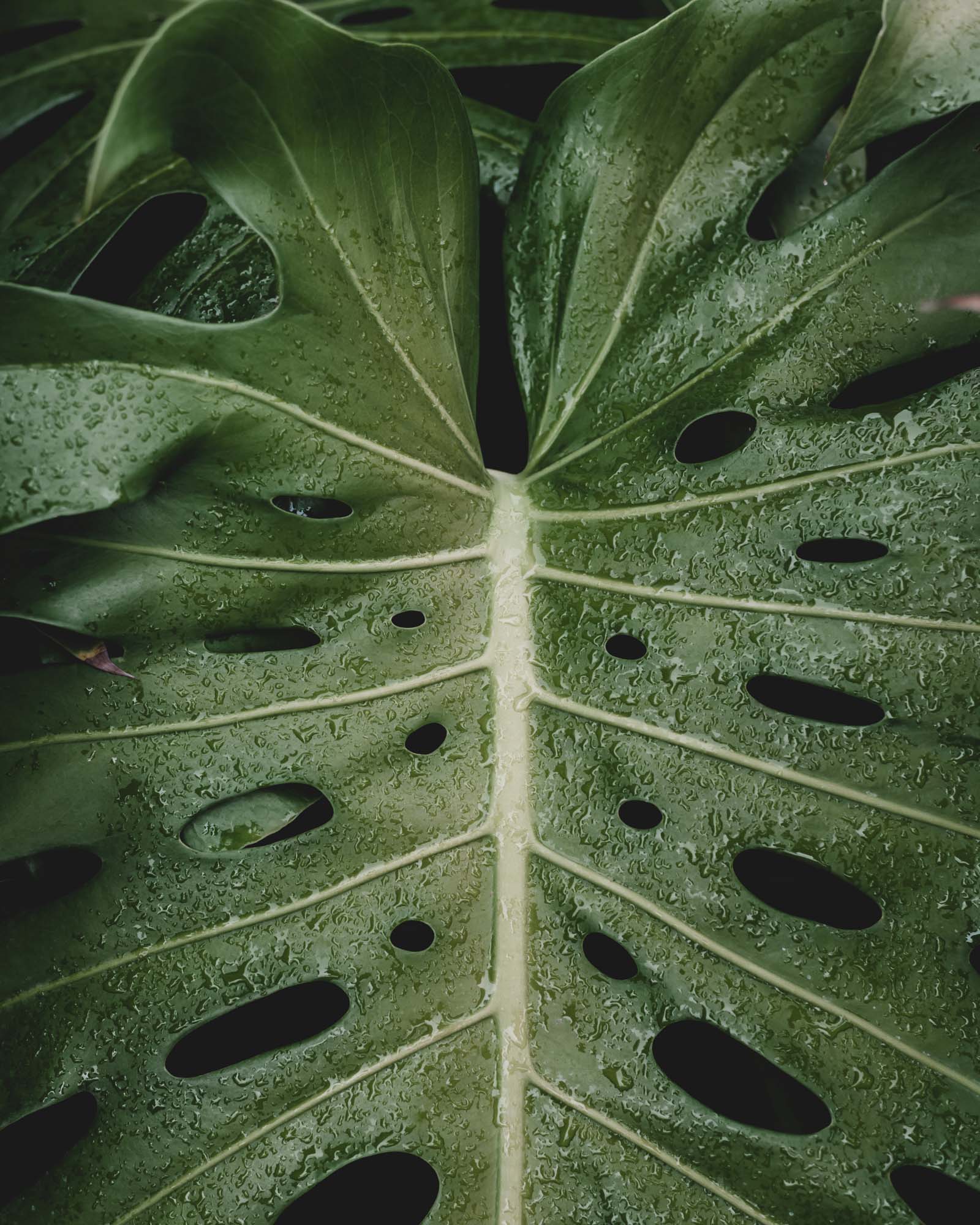 Monstera Framed Print - USTAD HOME