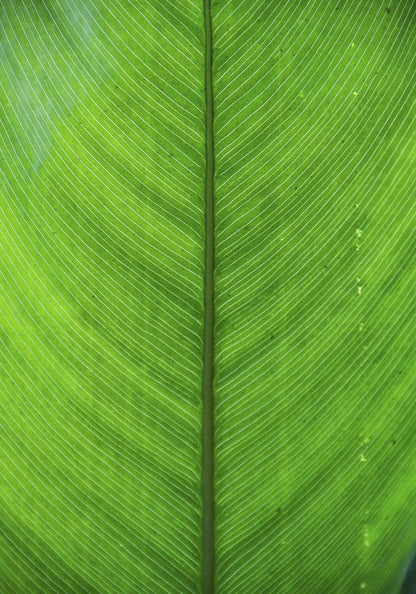Green Leaf Framed Print - USTAD HOME