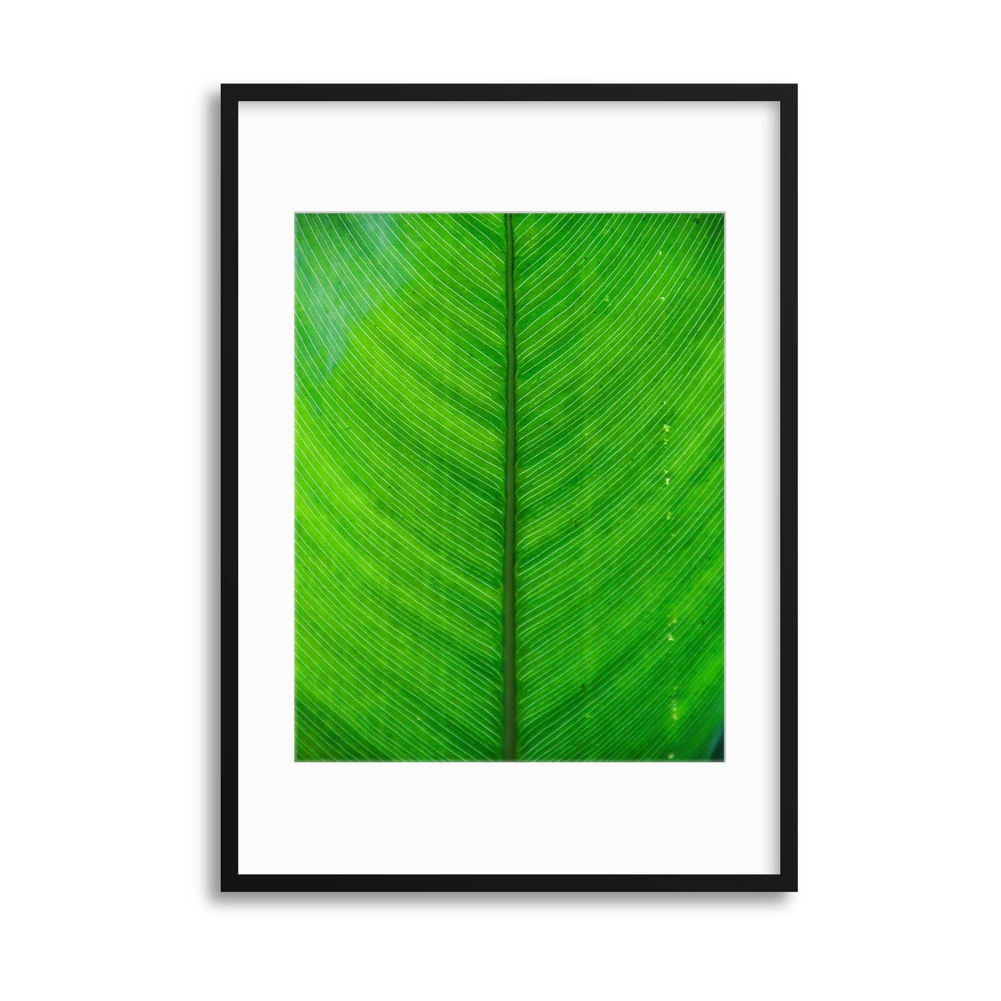 Green Leaf Framed Print - USTAD HOME