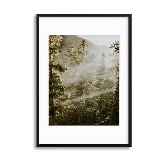 Sunbeam Forest Framed Print - USTAD HOME