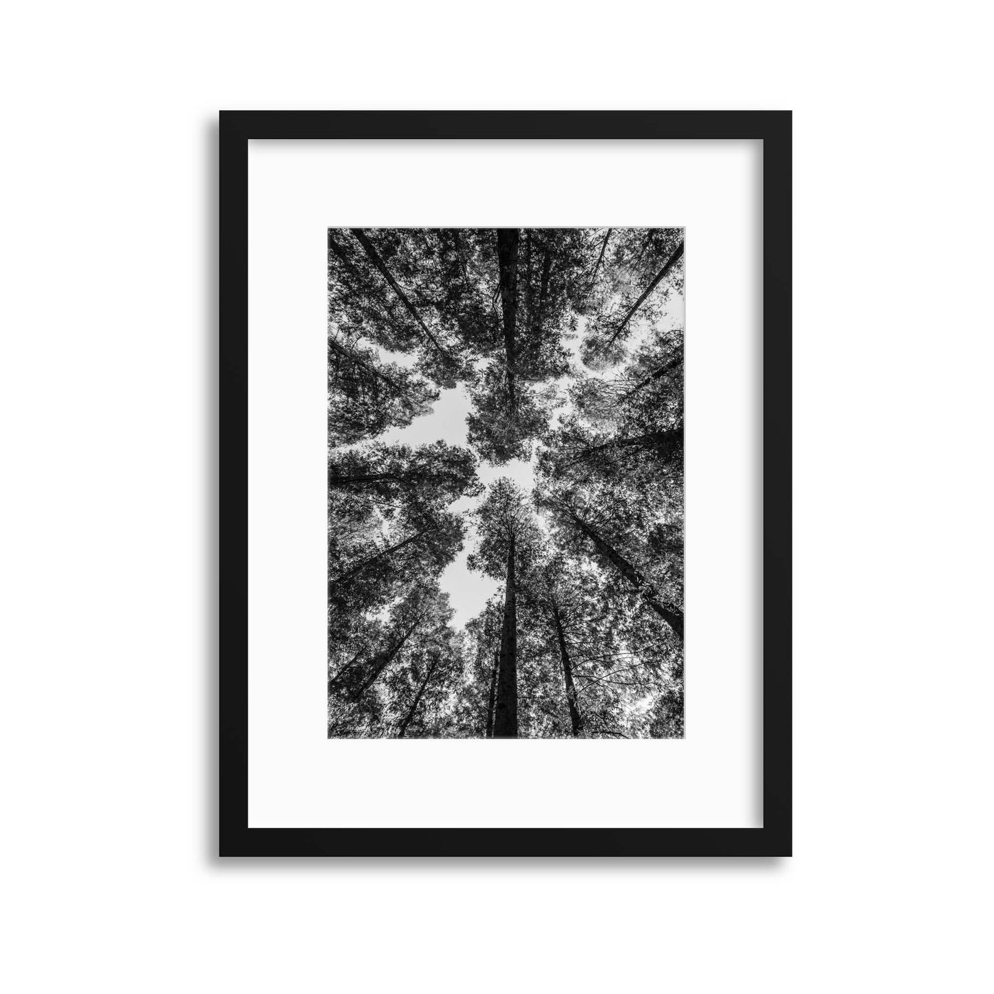 Forest Perspective Framed Print - USTAD HOME