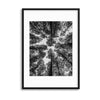 Forest Perspective Framed Print - USTAD HOME