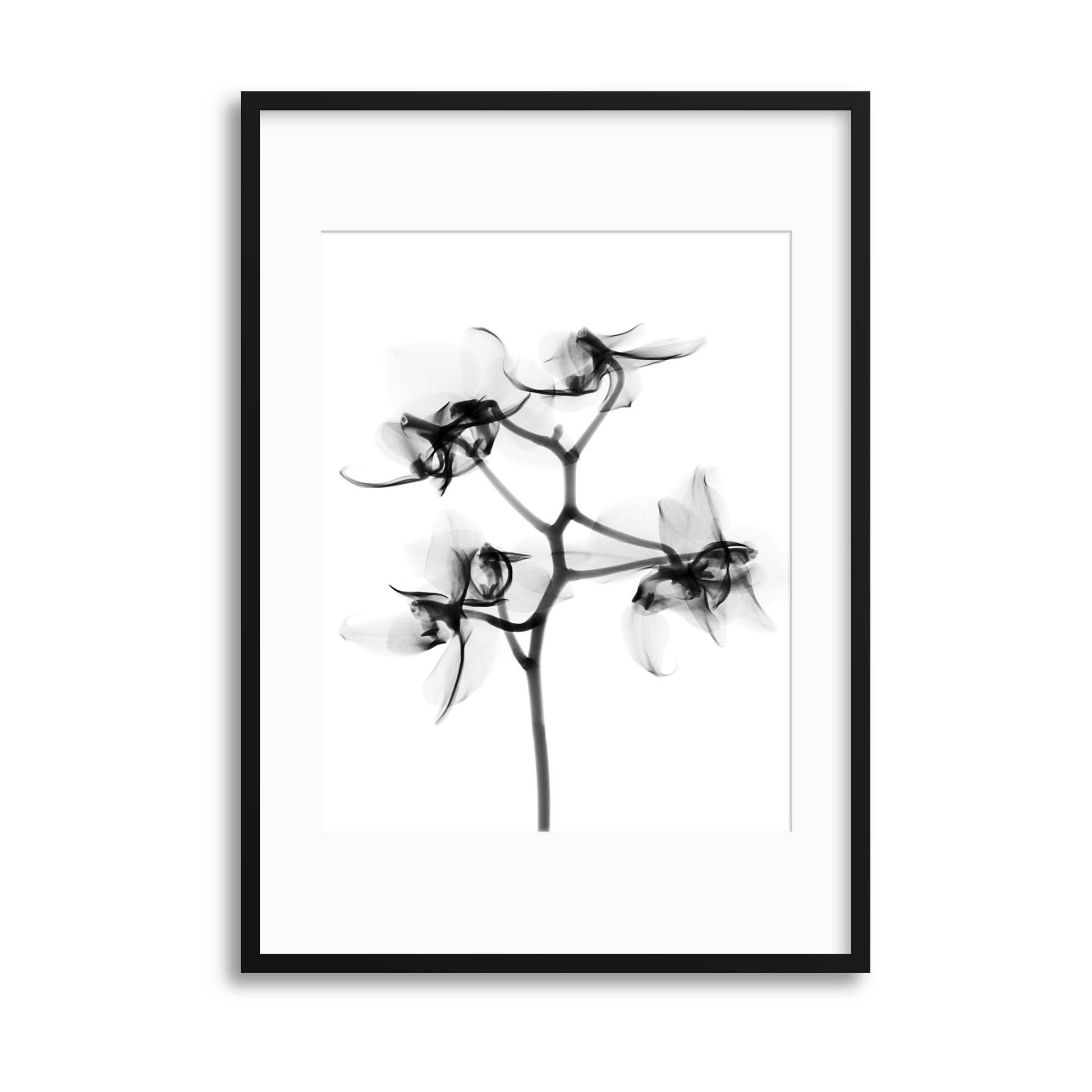 Xray Flowers IV Framed Print - USTAD HOME
