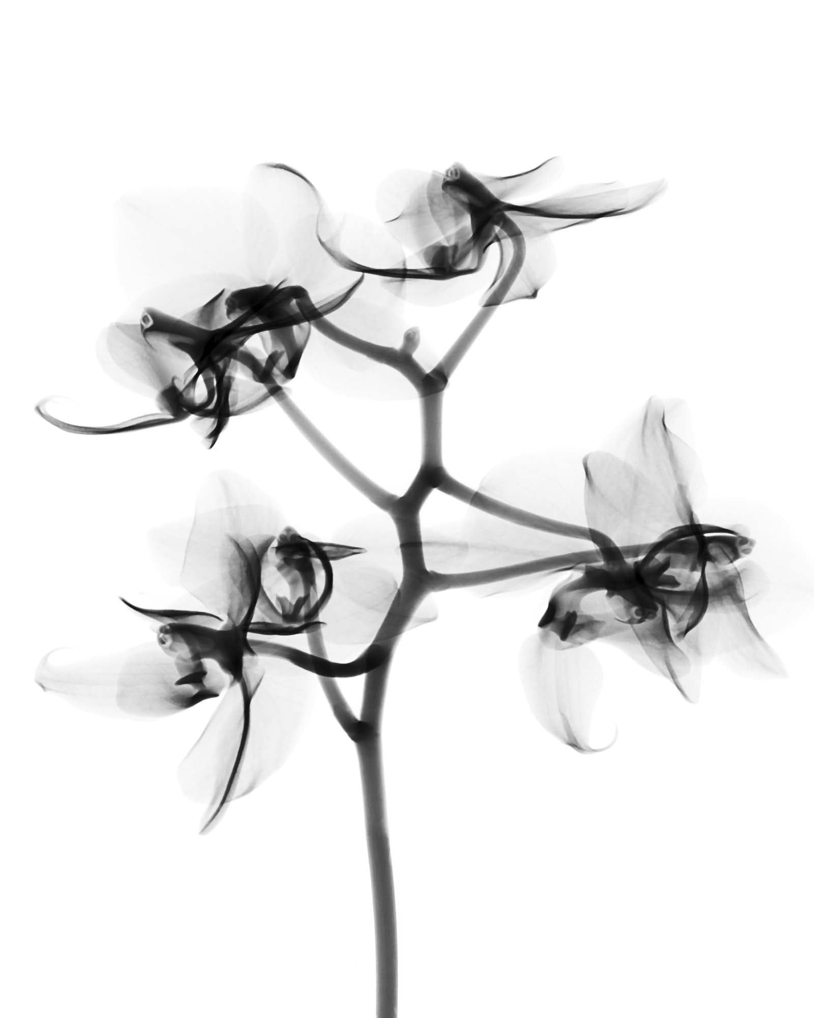 Xray Flowers IV Framed Print - USTAD HOME