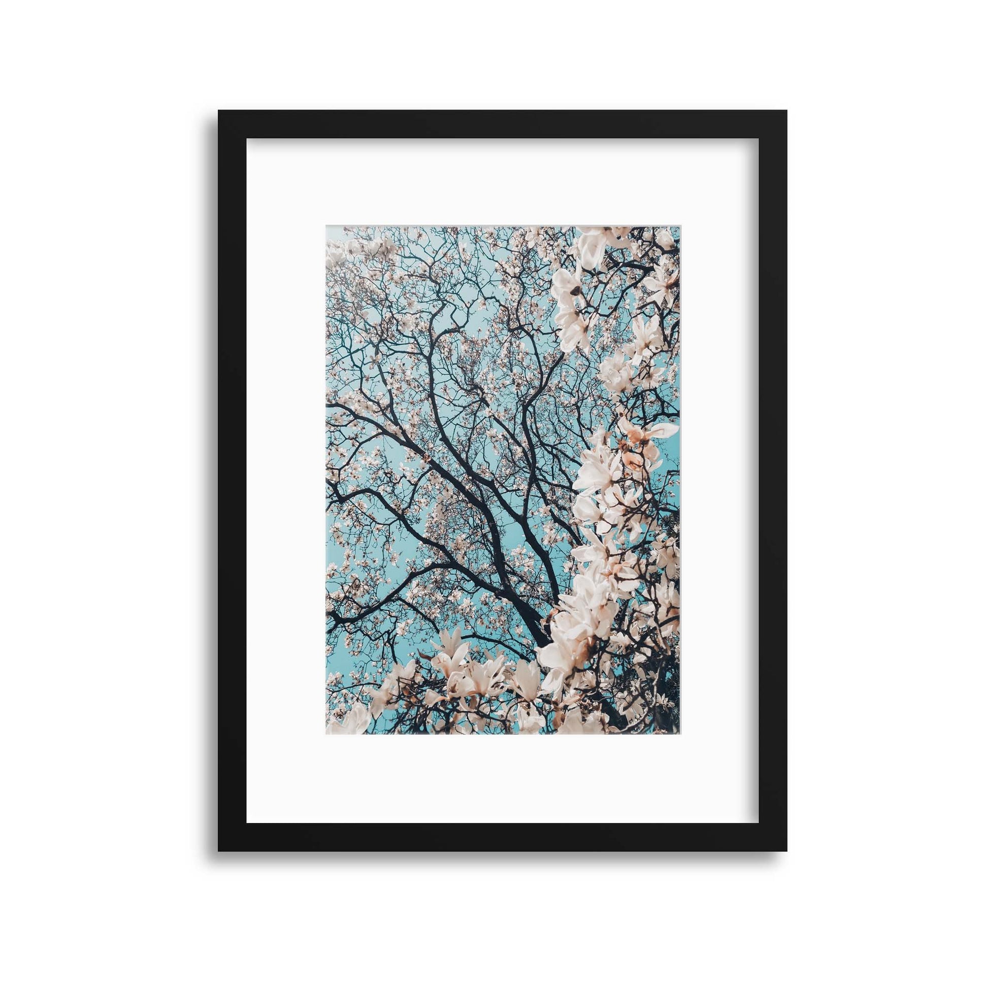 Magnolia Blossoms Framed Print - USTAD HOME