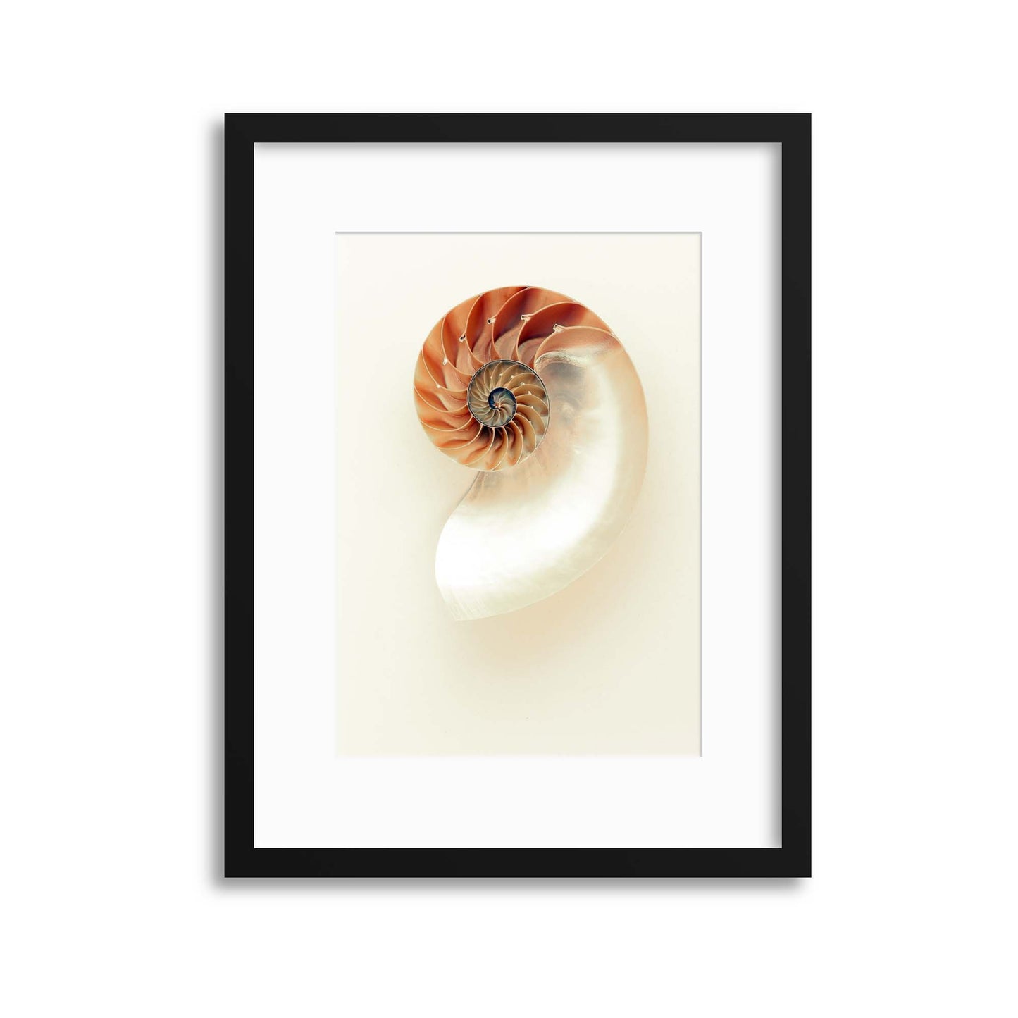 The Nautilus Framed Print - USTAD HOME