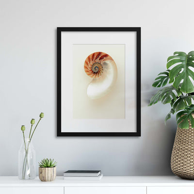 The Nautilus Framed Print - USTAD HOME