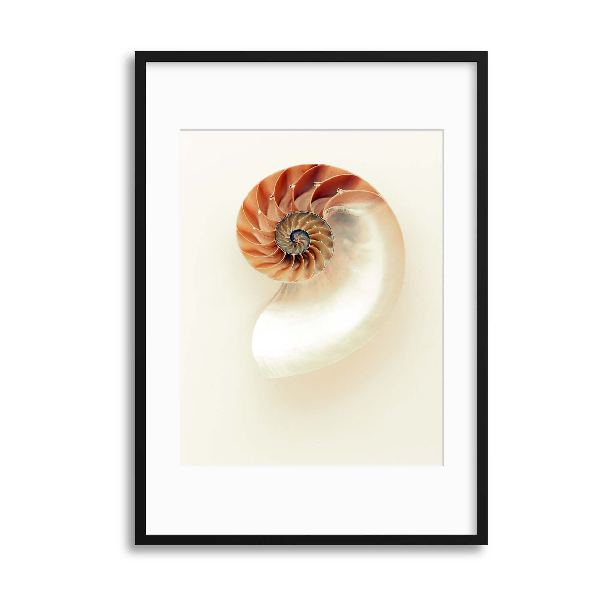 The Nautilus Framed Print - USTAD HOME