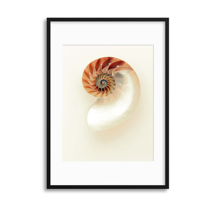 The Nautilus Framed Print - USTAD HOME