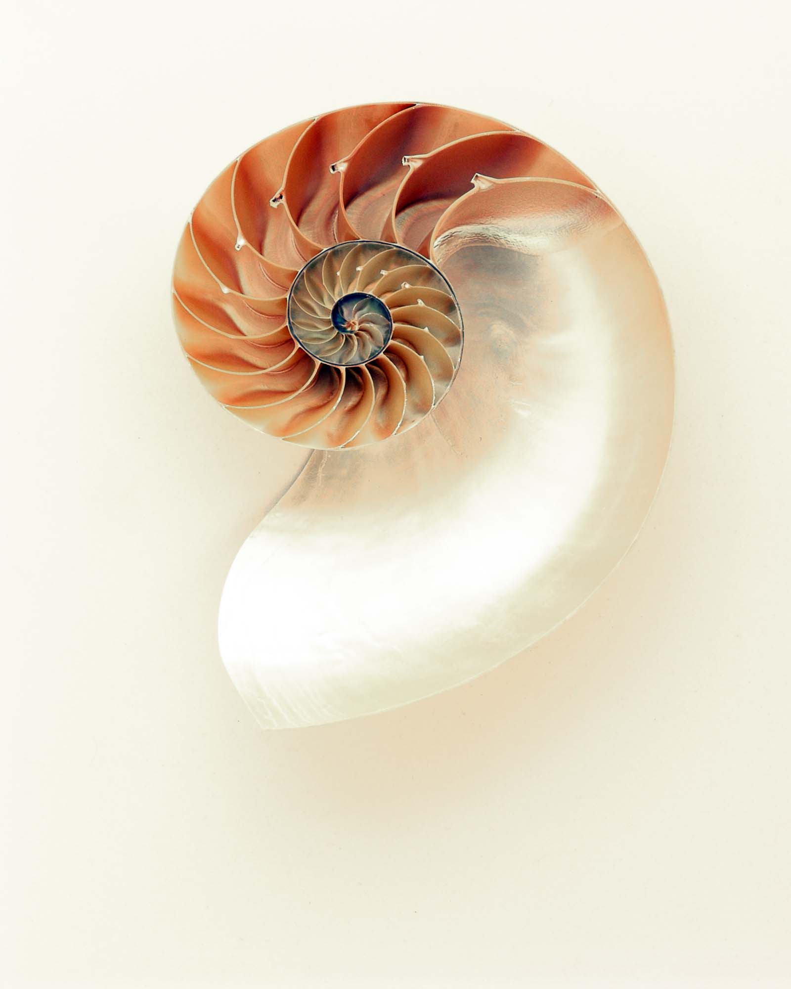 The Nautilus Framed Print - USTAD HOME