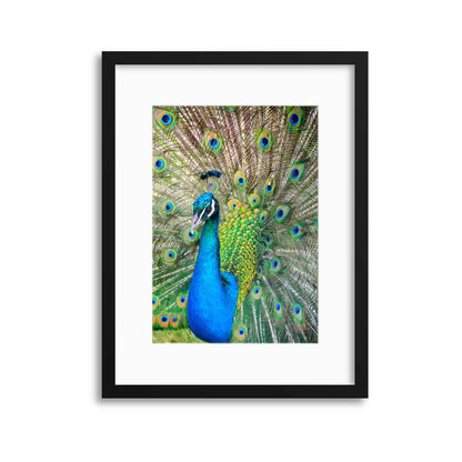 The Showoff Framed Print - USTAD HOME