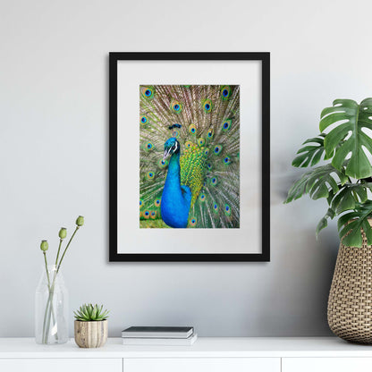 The Showoff Framed Print - USTAD HOME