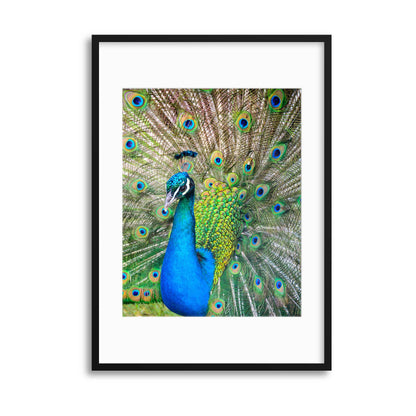 The Showoff Framed Print - USTAD HOME