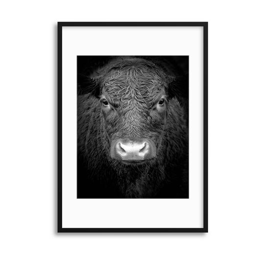 Animal Portraits in Noir: Cow Framed Print - USTAD HOME