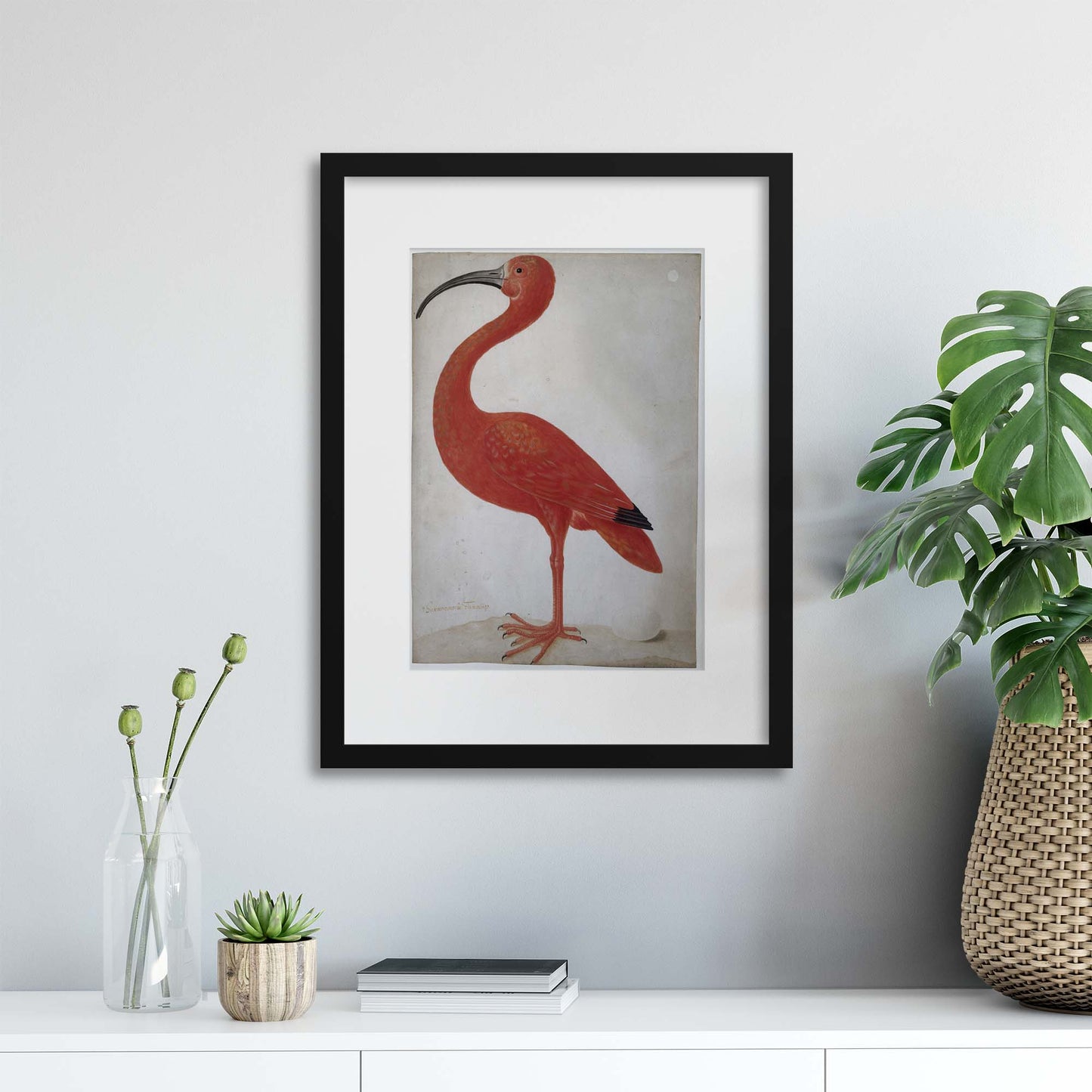 Vintage Illustrations: Exotic Scarlet Ibis Framed Print - USTAD HOME