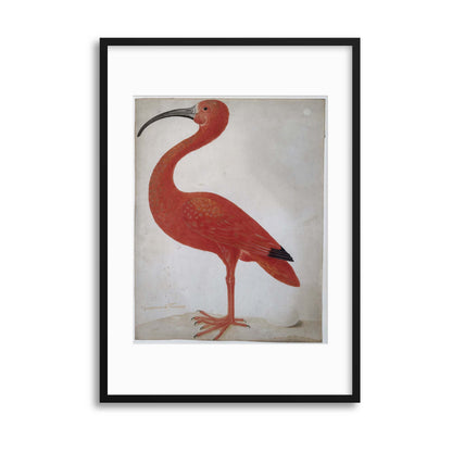 Vintage Illustrations: Exotic Scarlet Ibis Framed Print - USTAD HOME