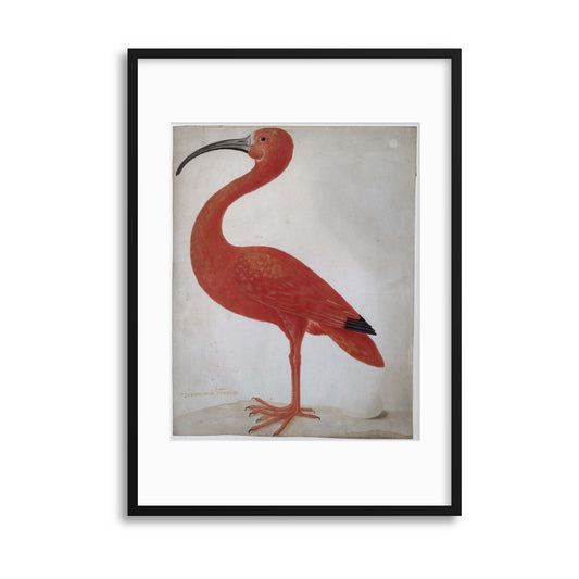 Vintage Illustrations: Exotic Scarlet Ibis Framed Print - USTAD HOME