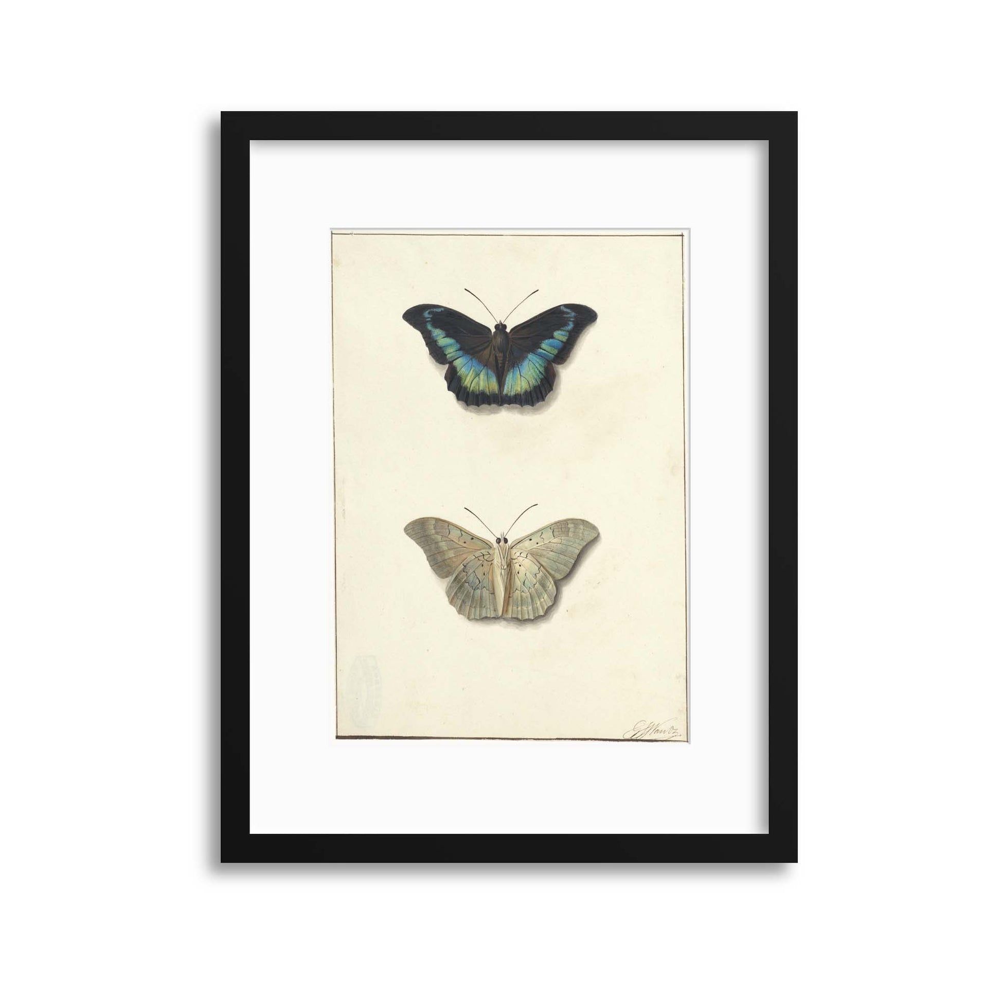 Vintage Illustrations: Butterflies Framed Print - USTAD HOME