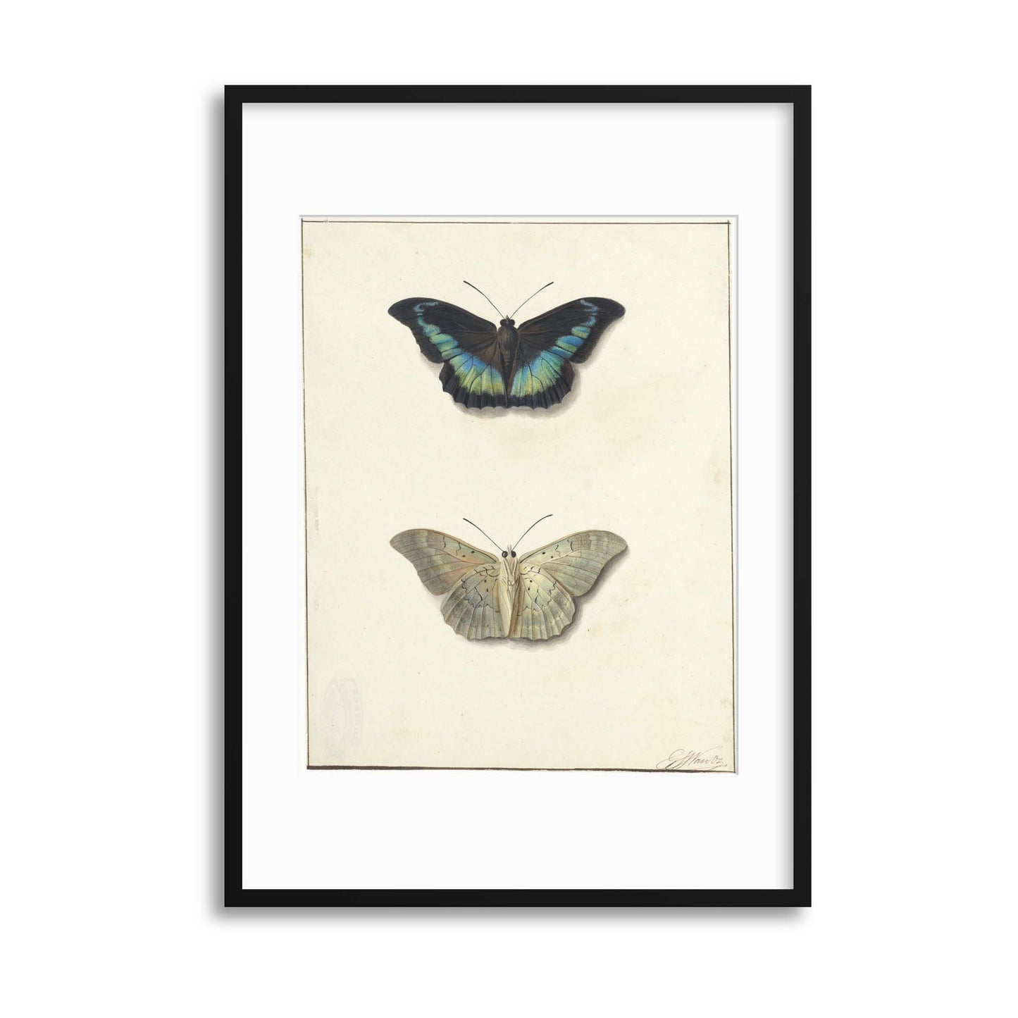 Vintage Illustrations: Butterflies Framed Print - USTAD HOME